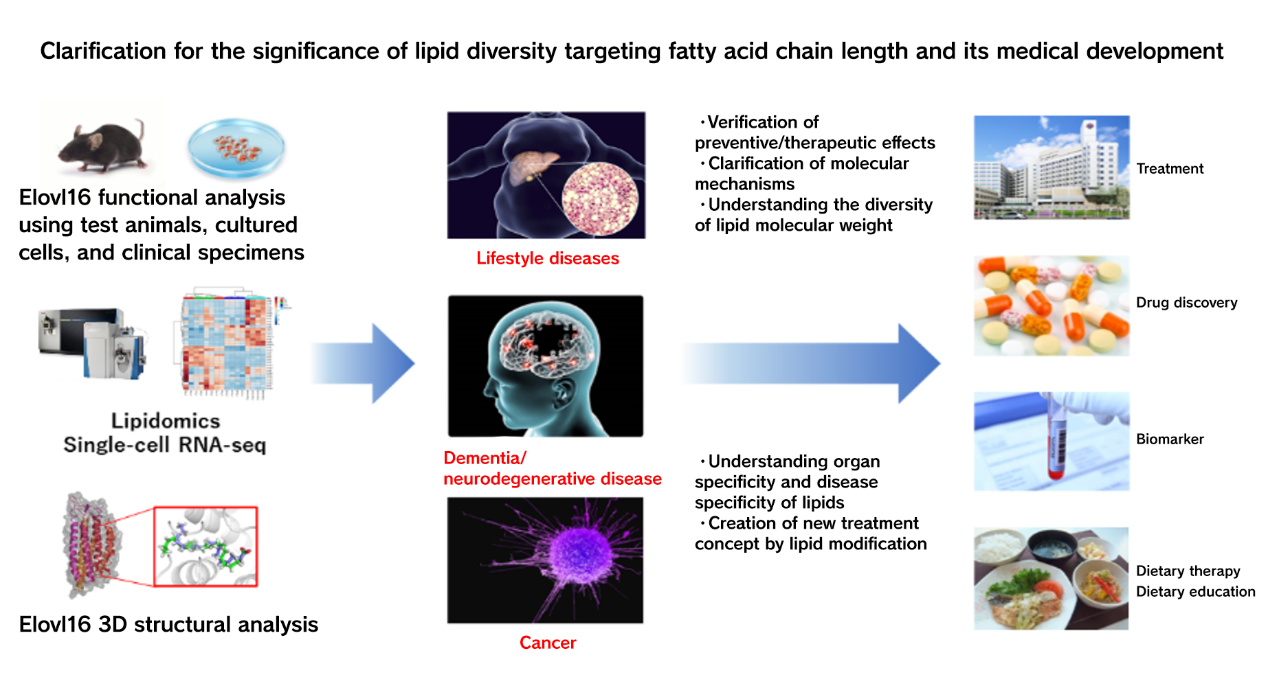 Control of Fatty Acid Quality and Lifestyle Diseases:From Research of the Fatty Acid Elongase Elovl6